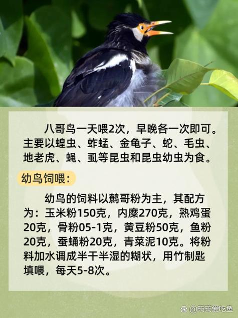 寡妇影院的相关介绍